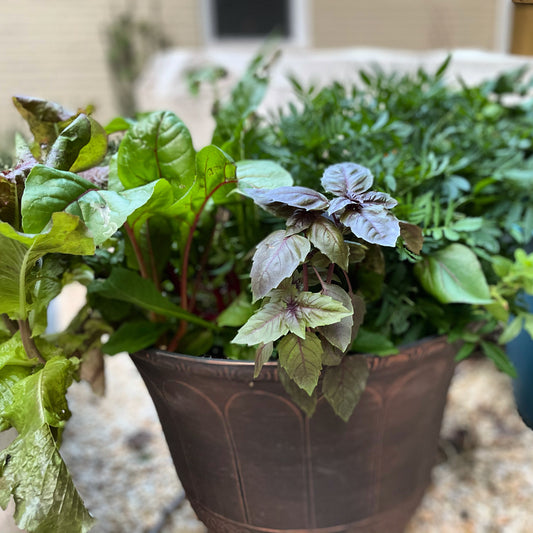 Kitchen Garden Planters