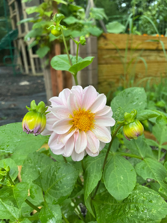 Growing Great Plants on the Cheap