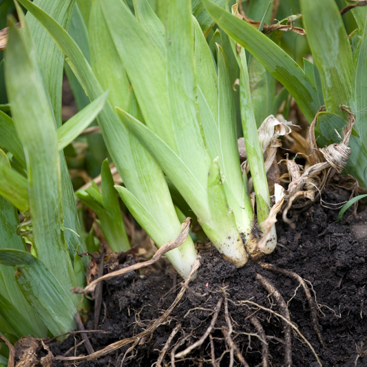 The Why, When and How of Dividing Perennials