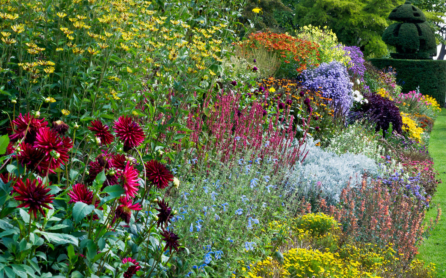 Perennials