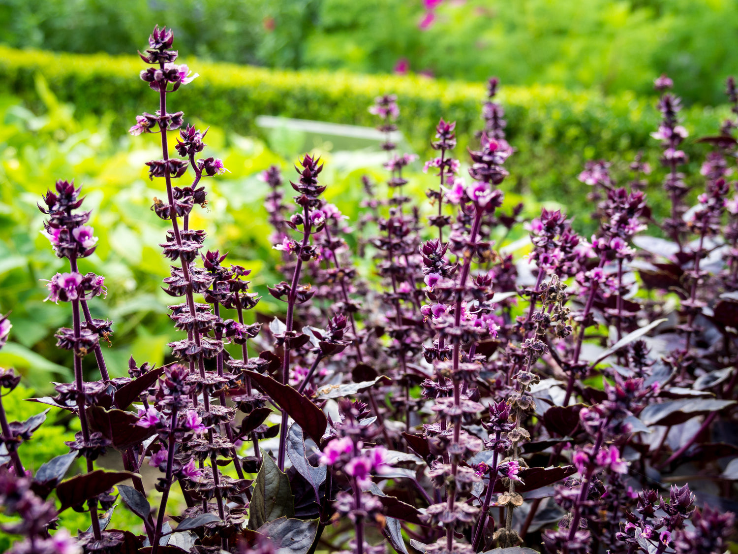 Herbs