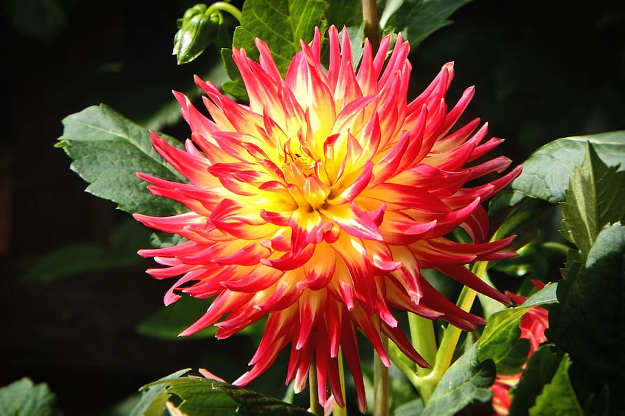 Dahlias