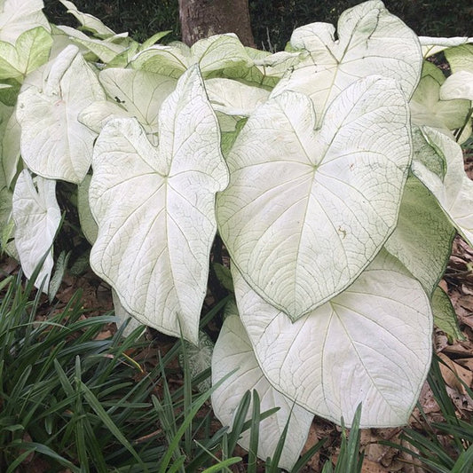 Caladium, Garden White  - 3/6/10/30-pack |  Caladium 'Garden White'