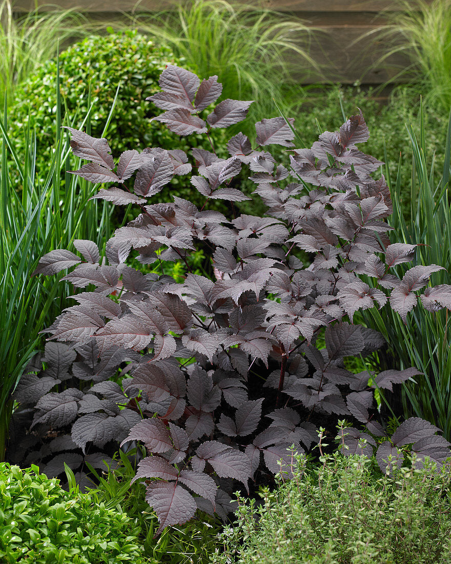 Astilbe, 'Chocolate Shogun' | Astilbe thunbergii 'Chocolate Shogun' PP26430