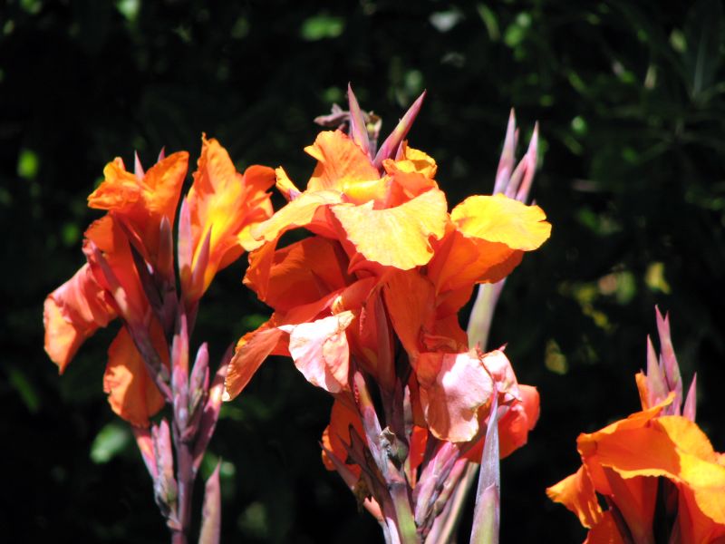 Canna, Tall 'Pretoria' | Canna americanallis var. variegata 'Pretoria'