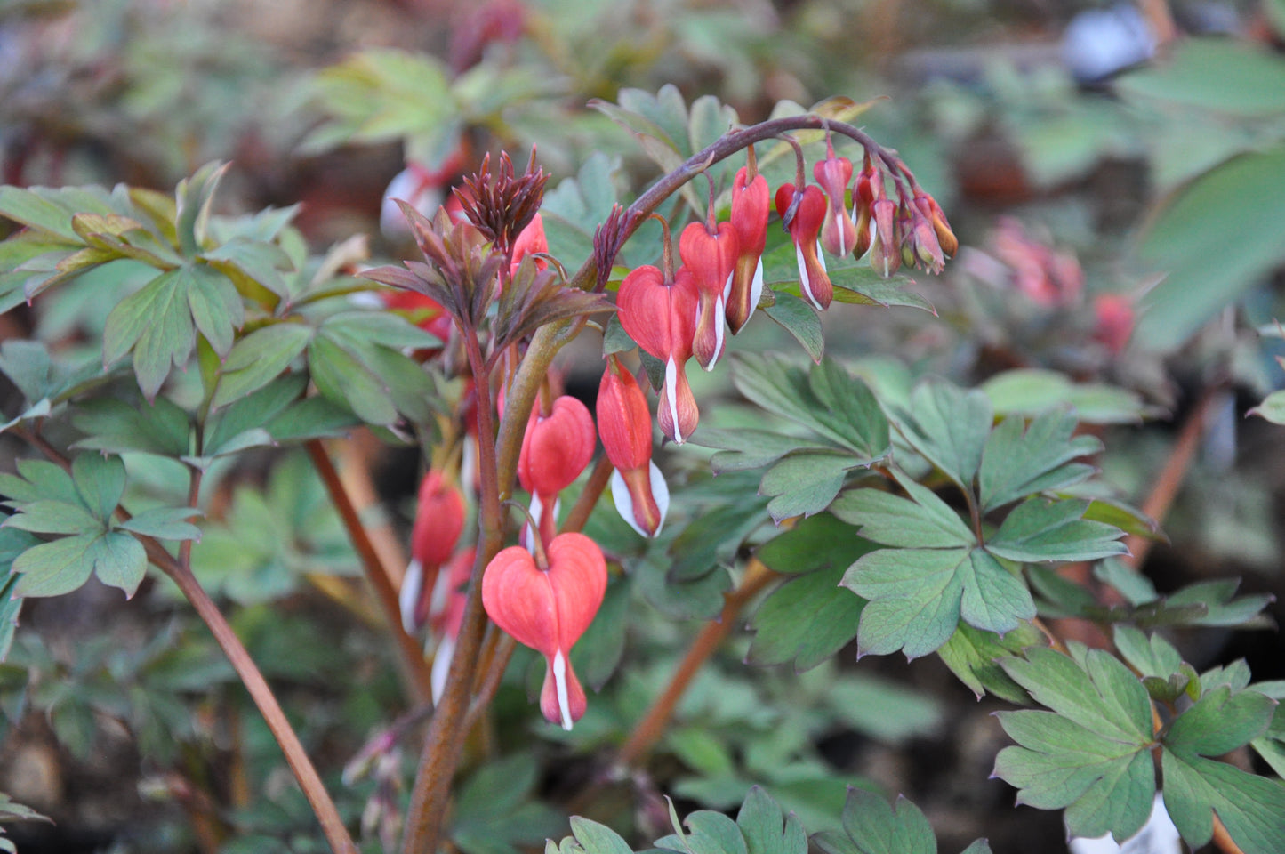 Bleeding Heart, 'Valentine' | Dicentra spectabilis 'Valentine'