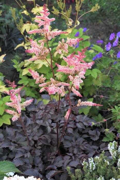 Astilbe, 'Chocolate Shogun' | Astilbe thunbergii 'Chocolate Shogun' PP26430
