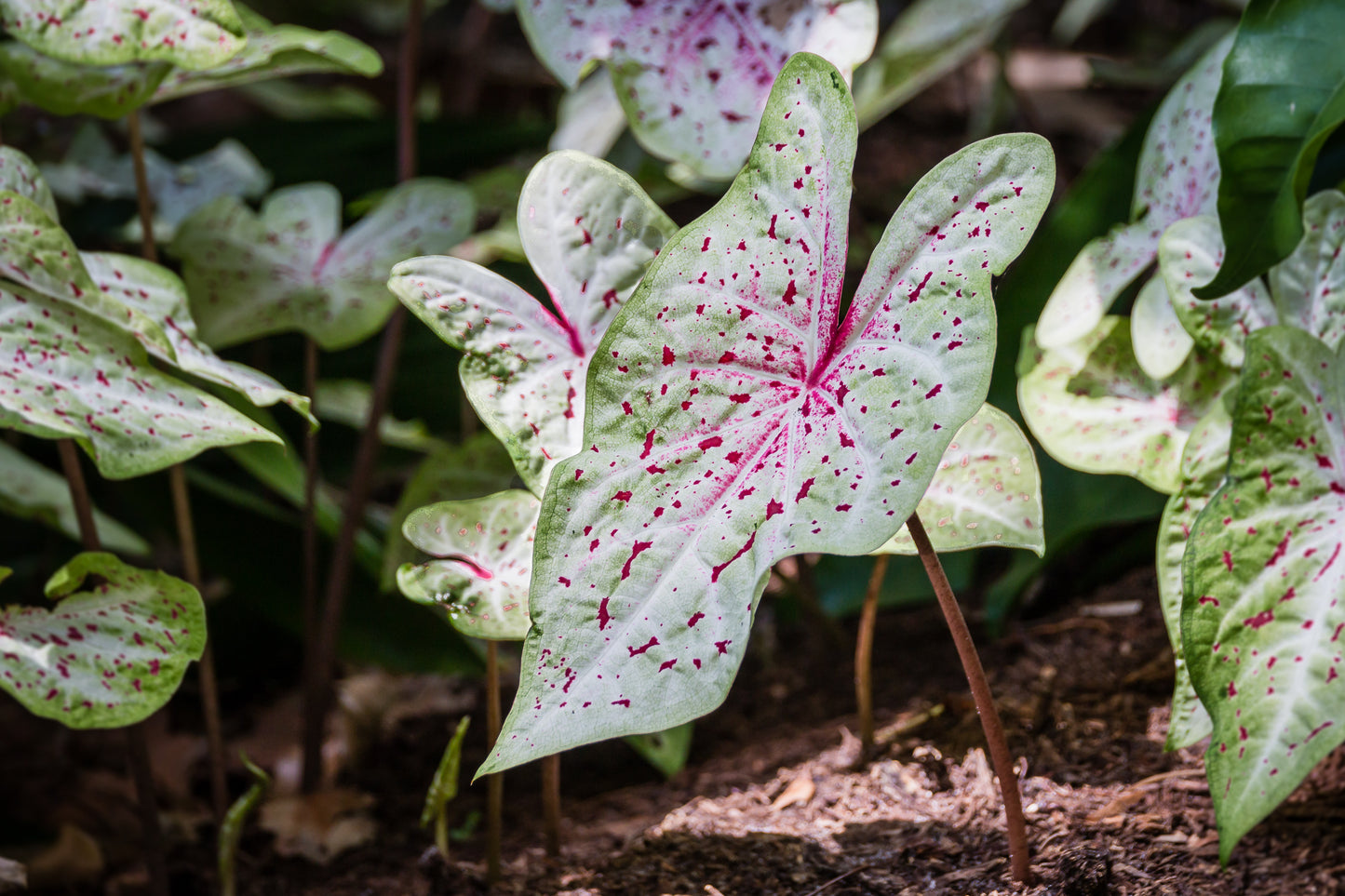 Caladium, Miss Muffet - 3/6/10/30-pack | Caladium 'Miss Muffet'