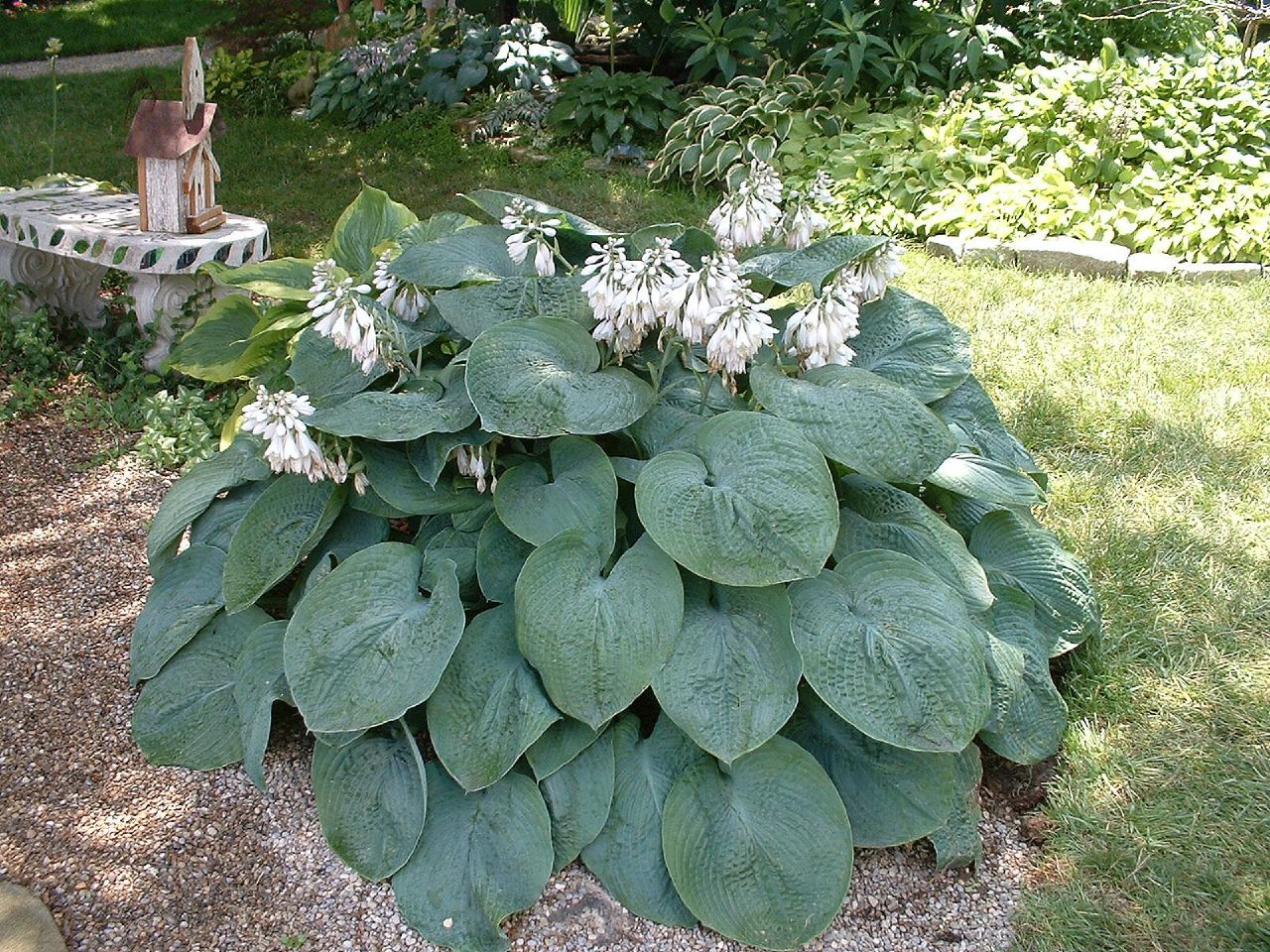 Hosta, 'Elegans' | Hosta sieboldiana 'Elegans'