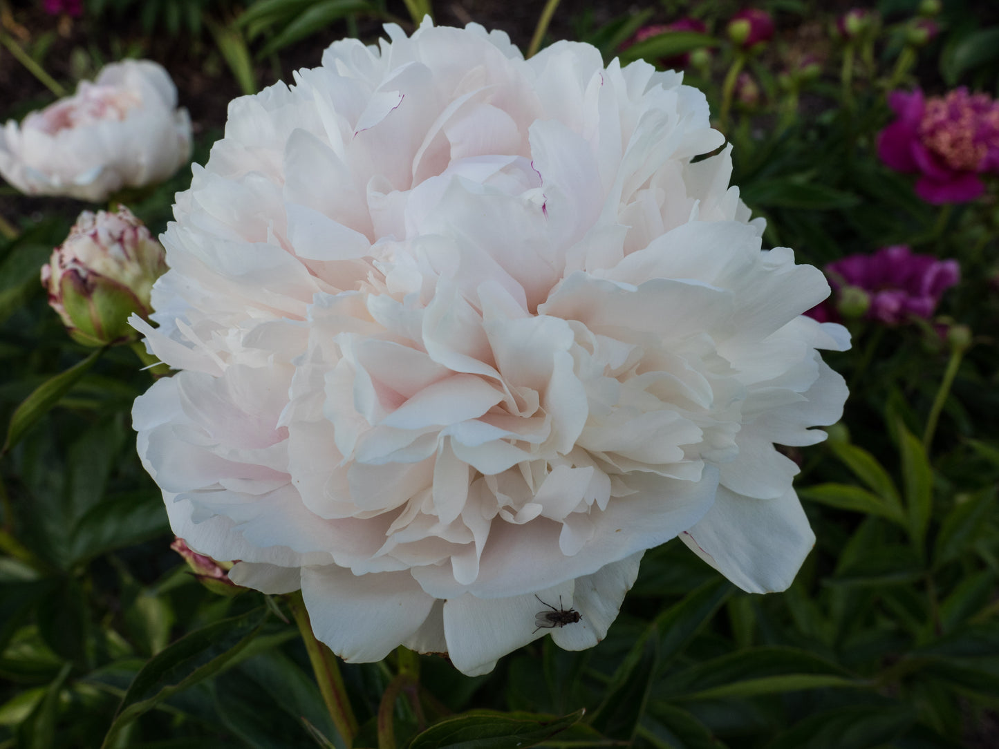 Peony 'Shirley Temple' | Paeonia lactiflora 'Shirley Temple'