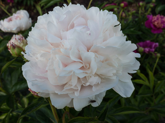 Peony 'Shirley Temple' | Paeonia lactiflora 'Shirley Temple'