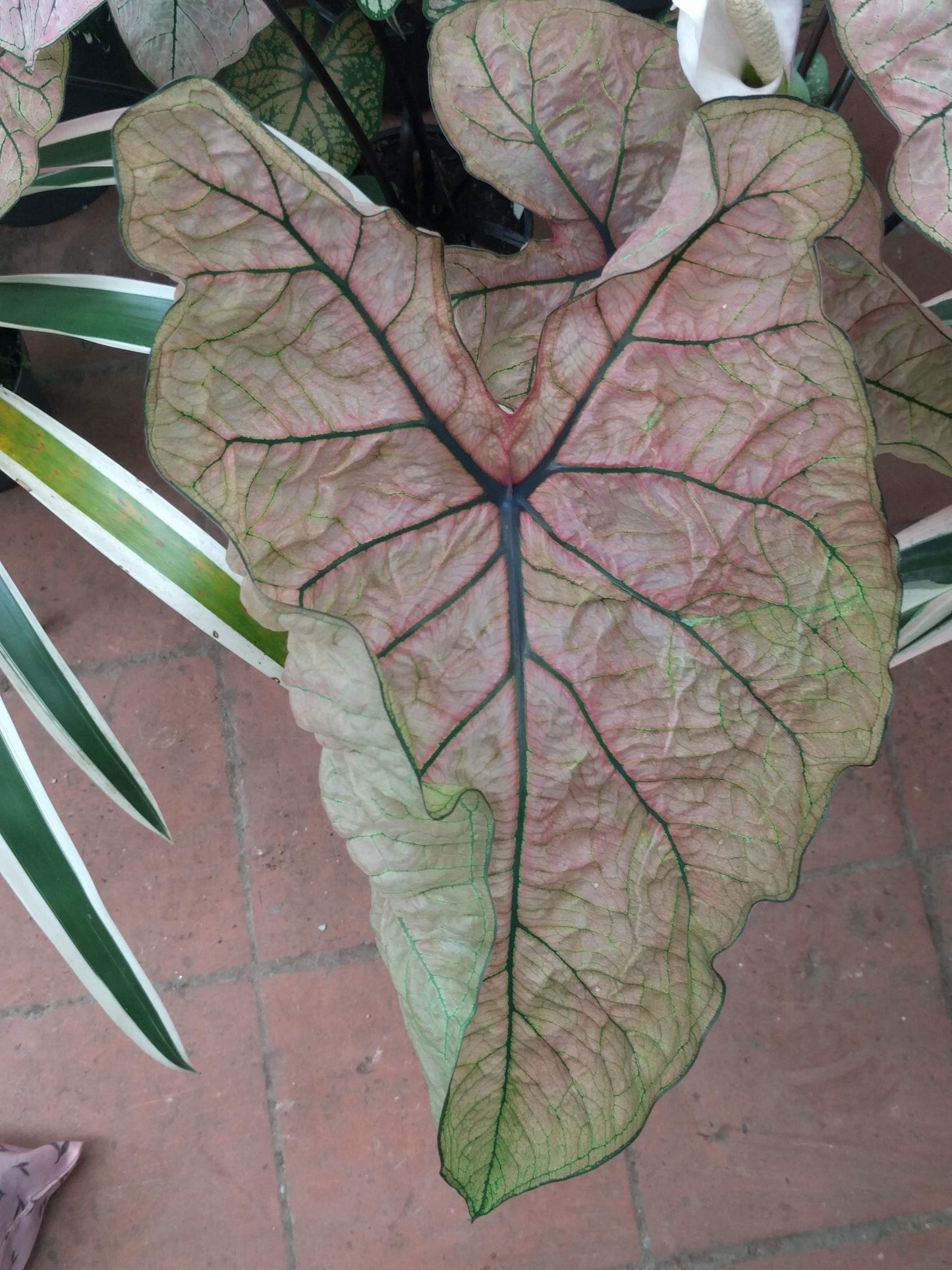 Caladium, Spring Fling - 3/6/10/30-pack | Caladium 'Spring Fling'