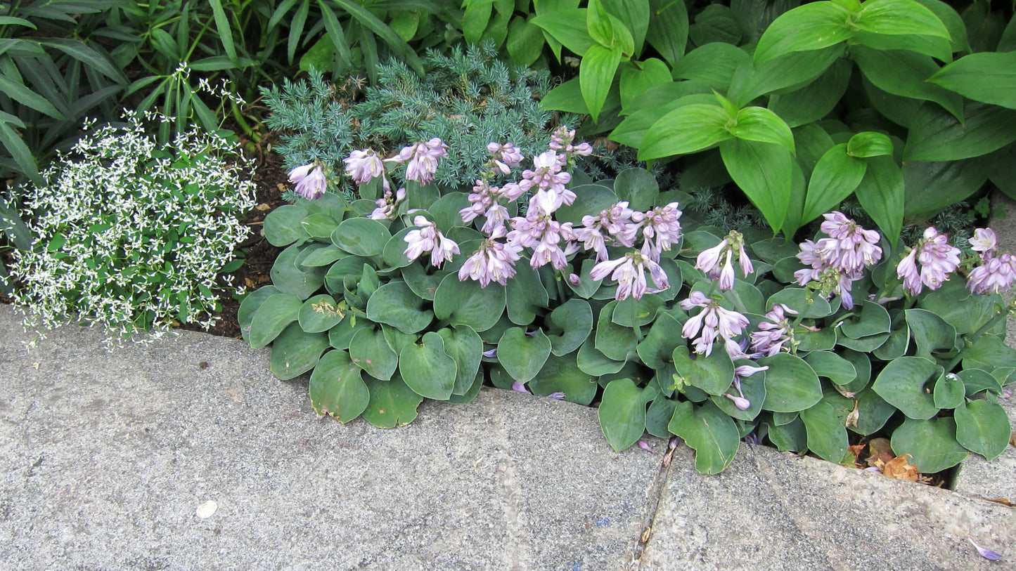 Hosta, 'Blue Mouse Ears' | Hosta 'Blue Mouse Ears'