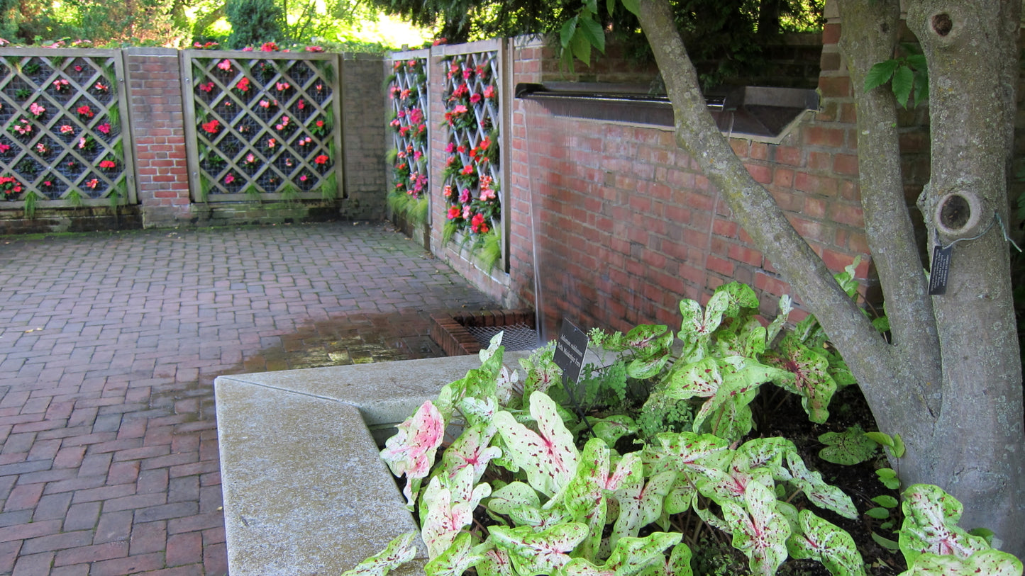 Caladium, Miss Muffet - 3/6/10/30-pack | Caladium 'Miss Muffet'