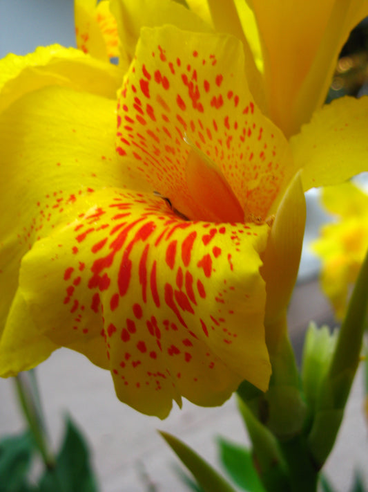 Canna, Tall 'Yellow King Humbert' | Canna x generalis 'Yellow King Humbert'