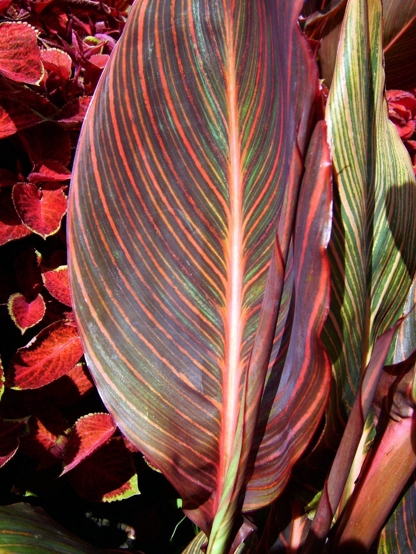 Canna, Tall 'Durban' | Canna x generalis 'Durban'