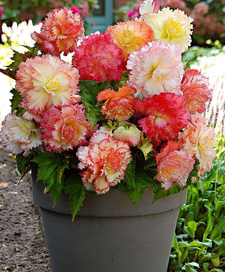 Begonia, Samba Mix - 3/6-pack | Begonia x tuberhydrida
