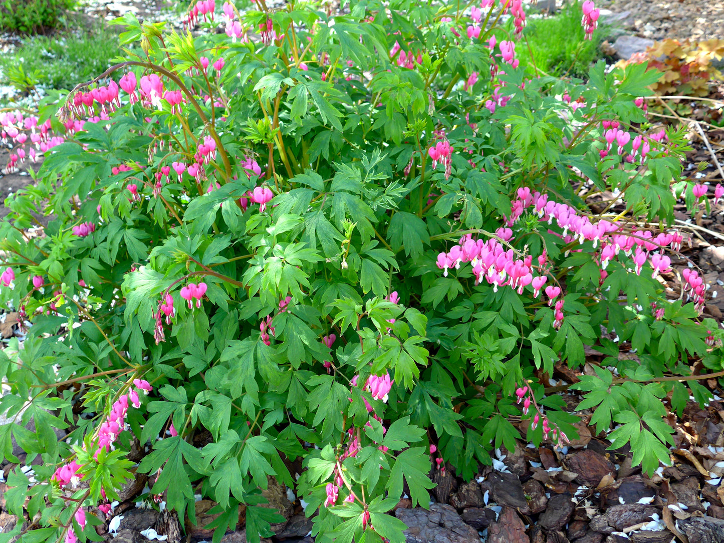 Bleeding Heart | Dicentra Spectabilis