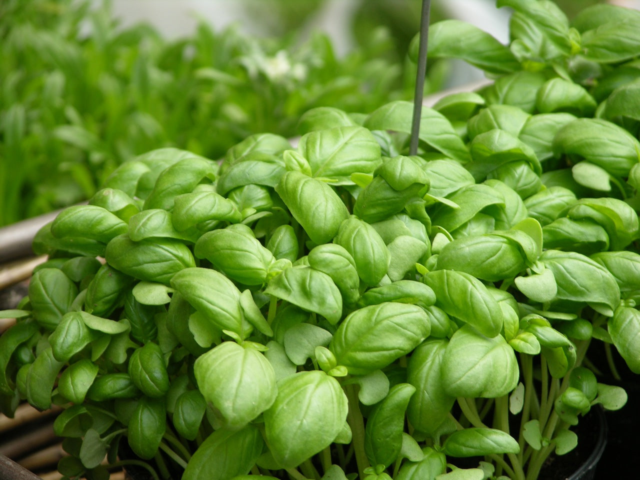 Basil, Genovese  - 3-pack | Ocimum basilicum 'Genovese'