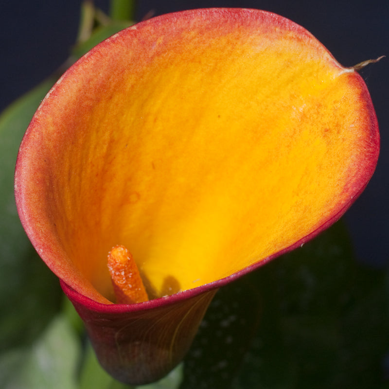 Calla Lily 'Flame' - 3/6-pack | Zantedeschia 'Flame'