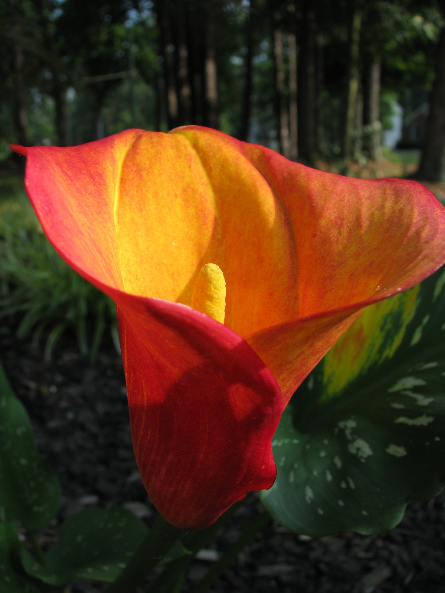 Calla Lily 'Flame' - 3/6-pack | Zantedeschia 'Flame'