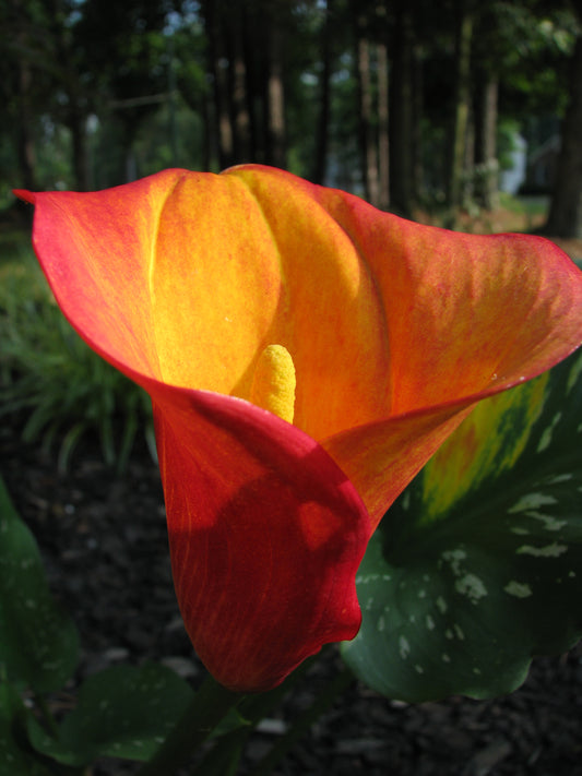 Calla Lily 'Flame' - 3/6-pack | Zantedeschia 'Flame'