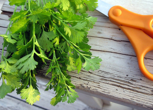 Cilantro - 3-pack | Coriandrum sativum