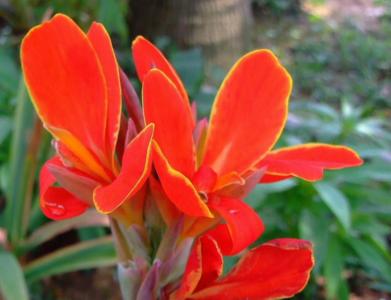 Canna, Dwarf 'Lucifer' | Canna x generalis 'Lucifer'