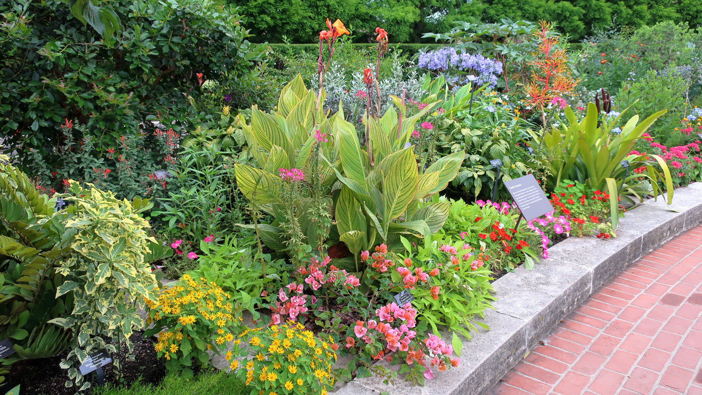 Canna, Tall 'Pretoria' | Canna americanallis var. variegata 'Pretoria'