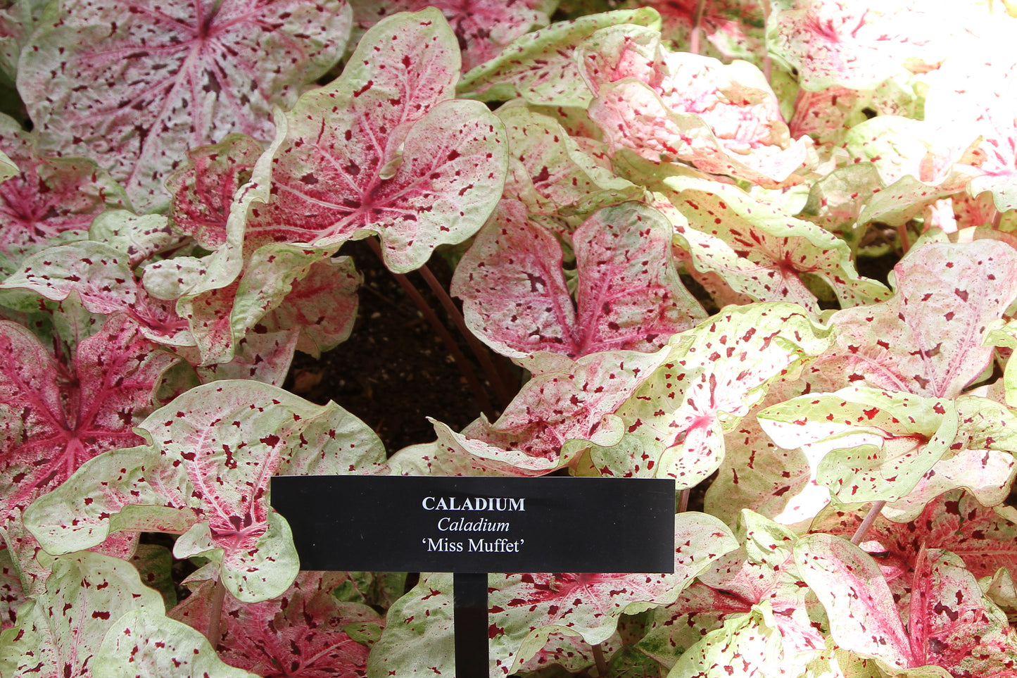Caladium, Miss Muffet - 3/6/10/30-pack | Caladium 'Miss Muffet'