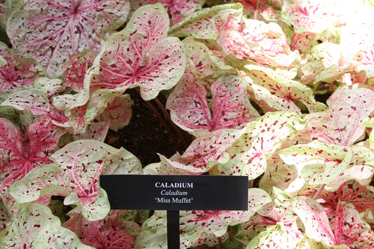 Caladium, Miss Muffet  - 3/6/10/30-pack |  Caladium 'Miss Muffet'