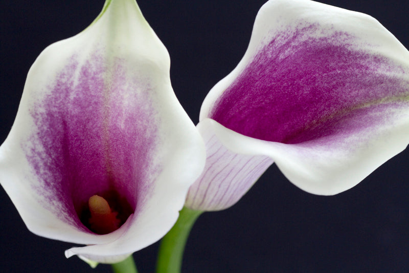 Calla Lily 'Picasso' - 3/6-pack | Zantedeschia 'Picasso'