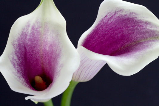 Calla Lily 'Picasso' - 3/6-pack | Zantedeschia 'Picasso'