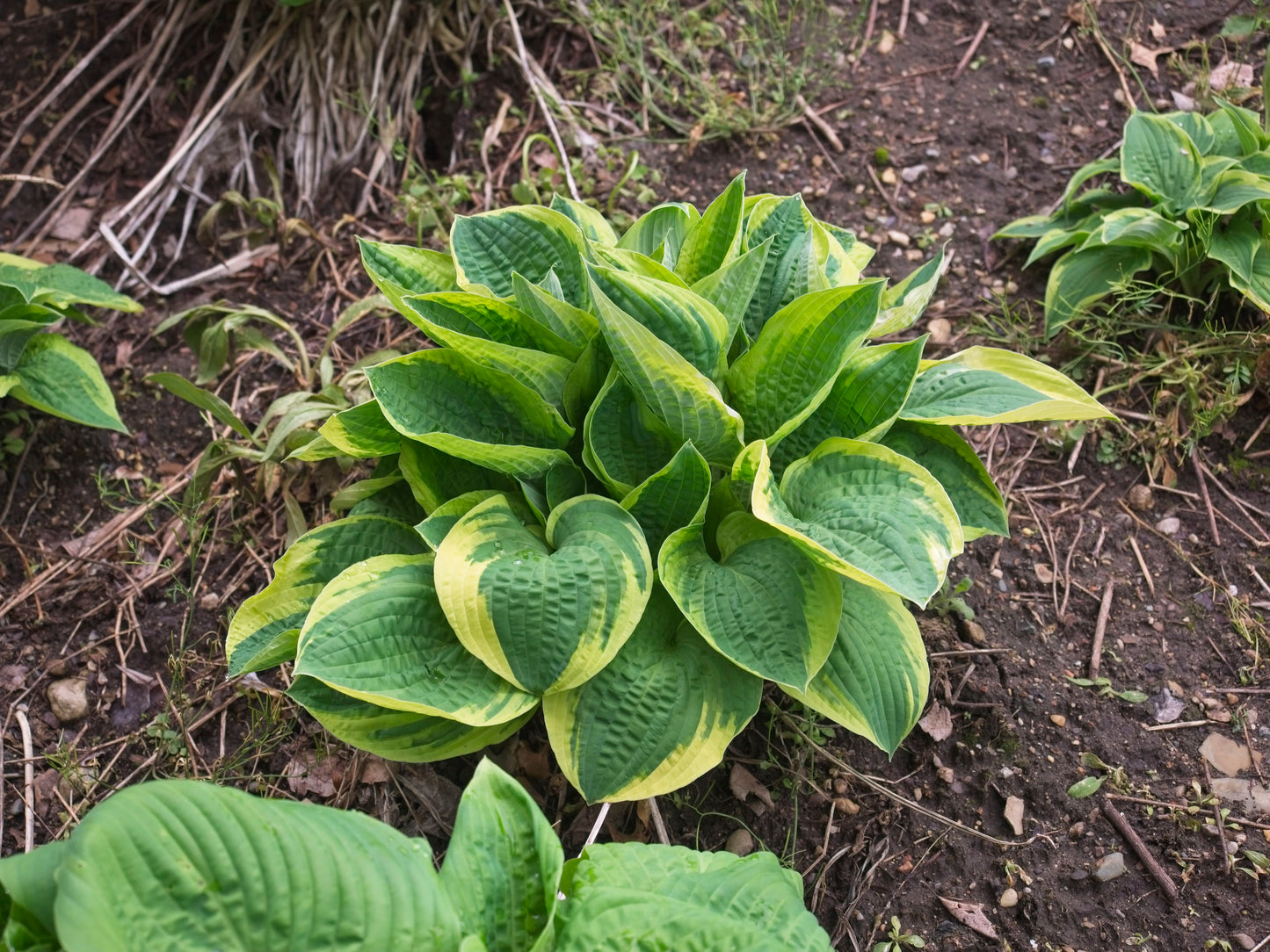 Hosta, 'Wide Brim' | Hosta 'Wide Brim'