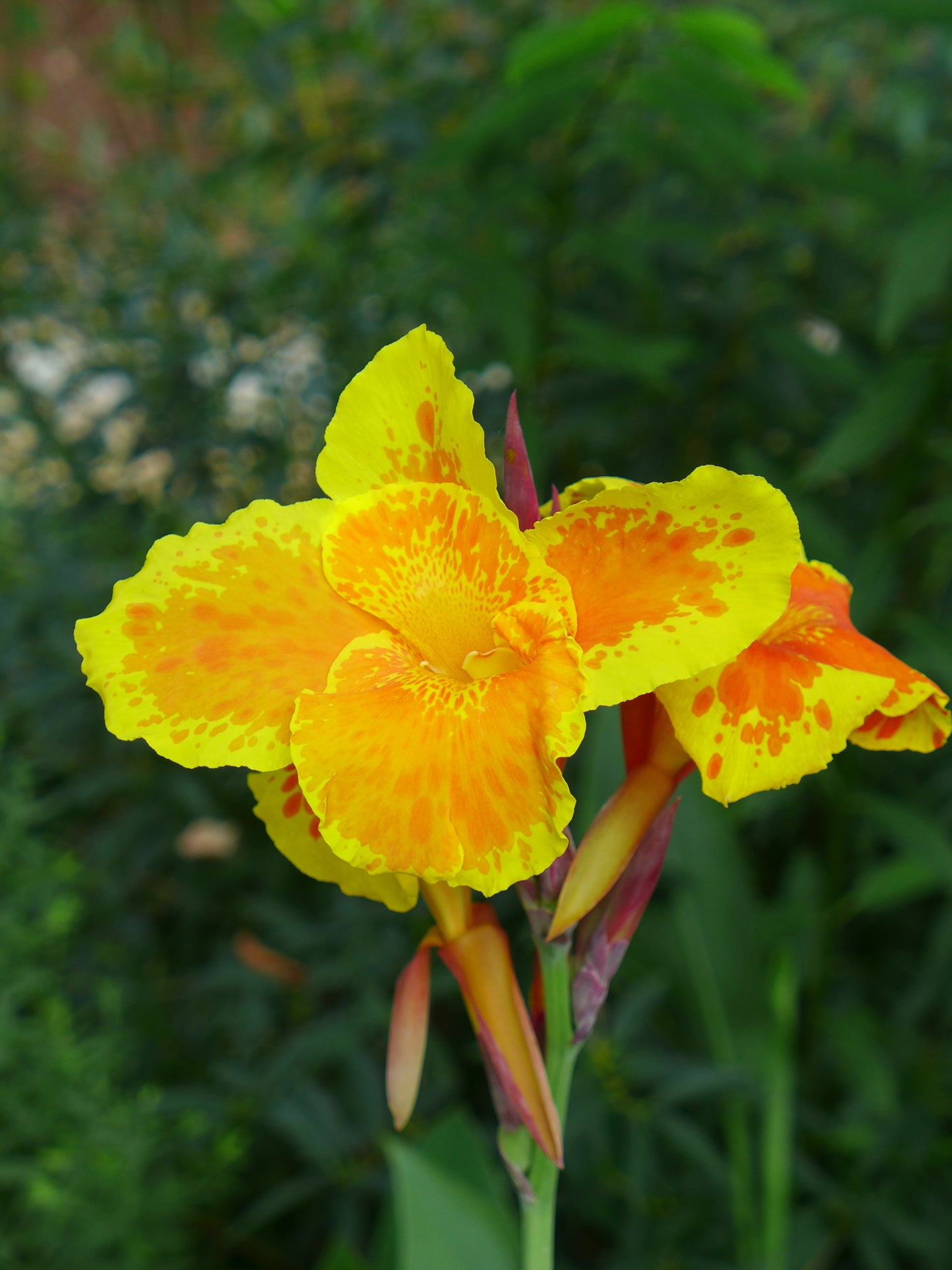 Canna, Tall 'Yellow King Humbert' | Canna x generalis 'Yellow King Humbert'