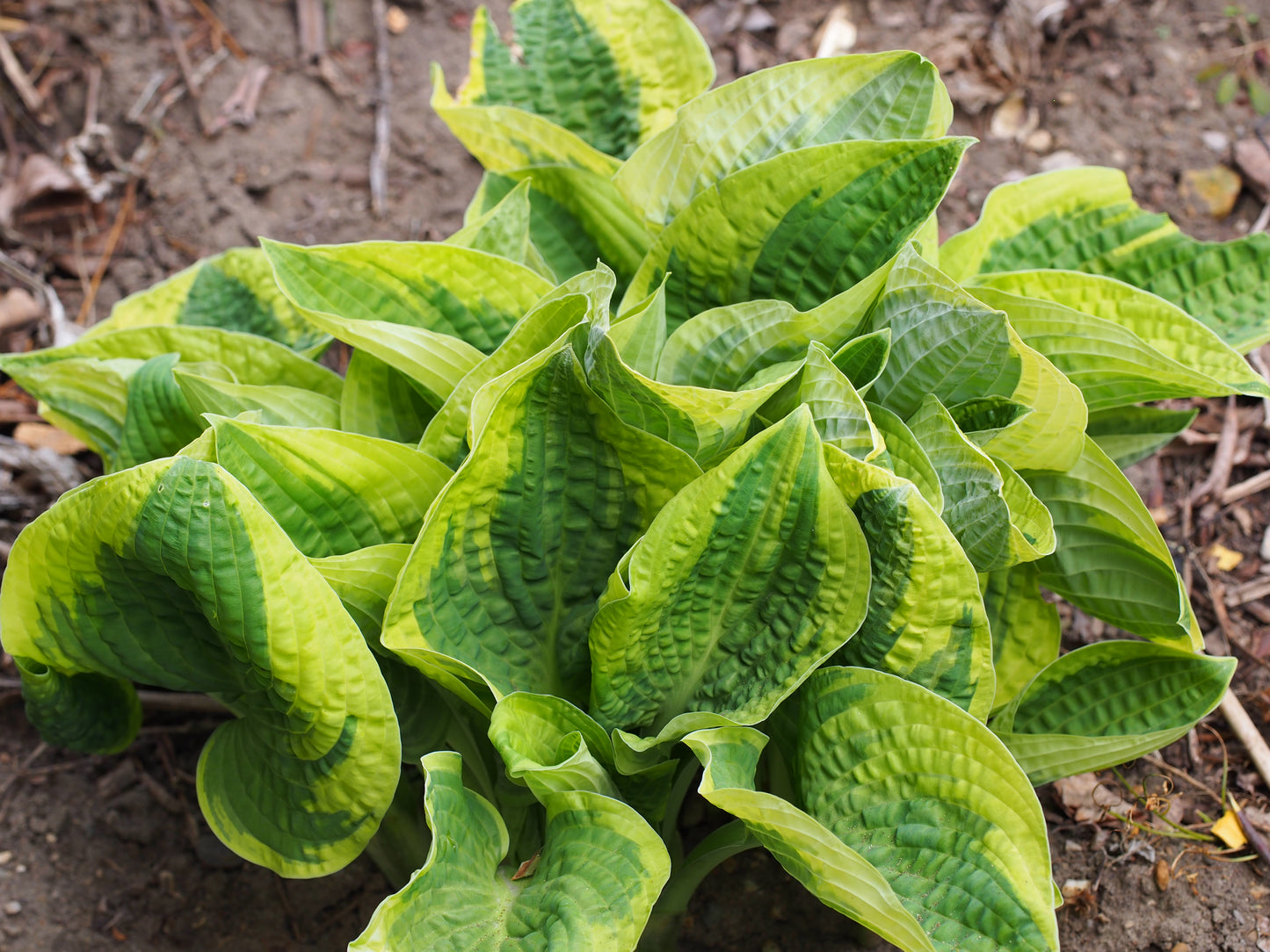 Hosta, 'Wide Brim' | Hosta 'Wide Brim'