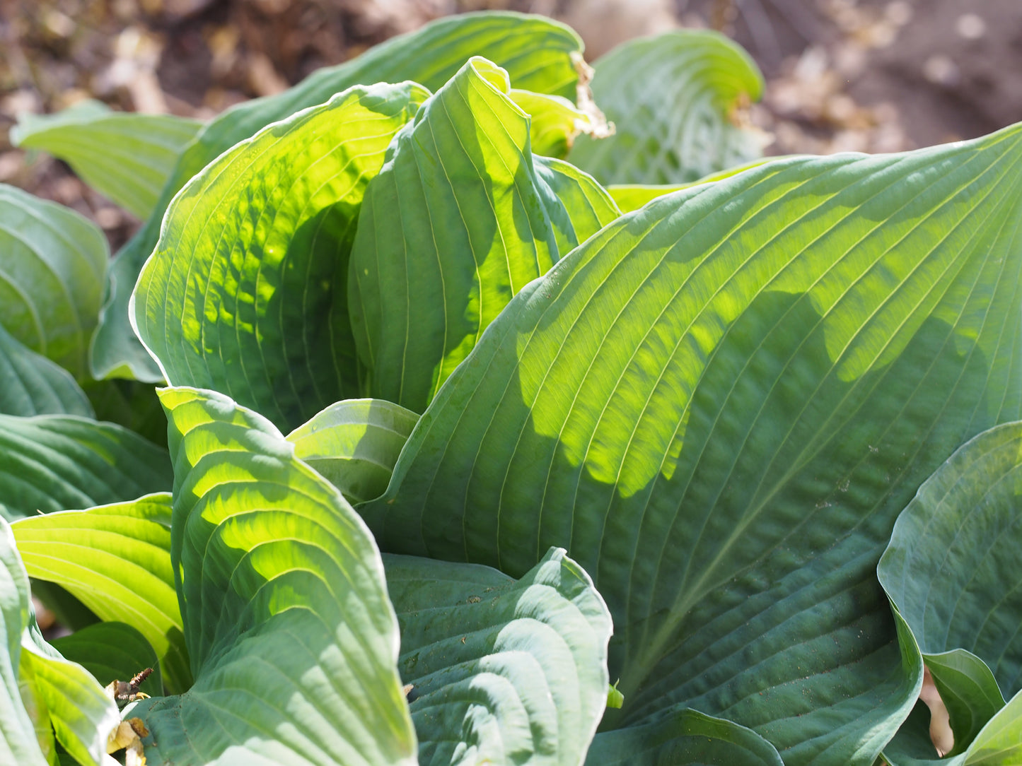 Hosta, 'Elegans' | Hosta sieboldiana 'Elegans'