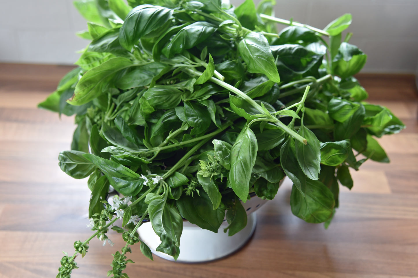 Basil, Genovese  - 3-pack | Ocimum basilicum 'Genovese'