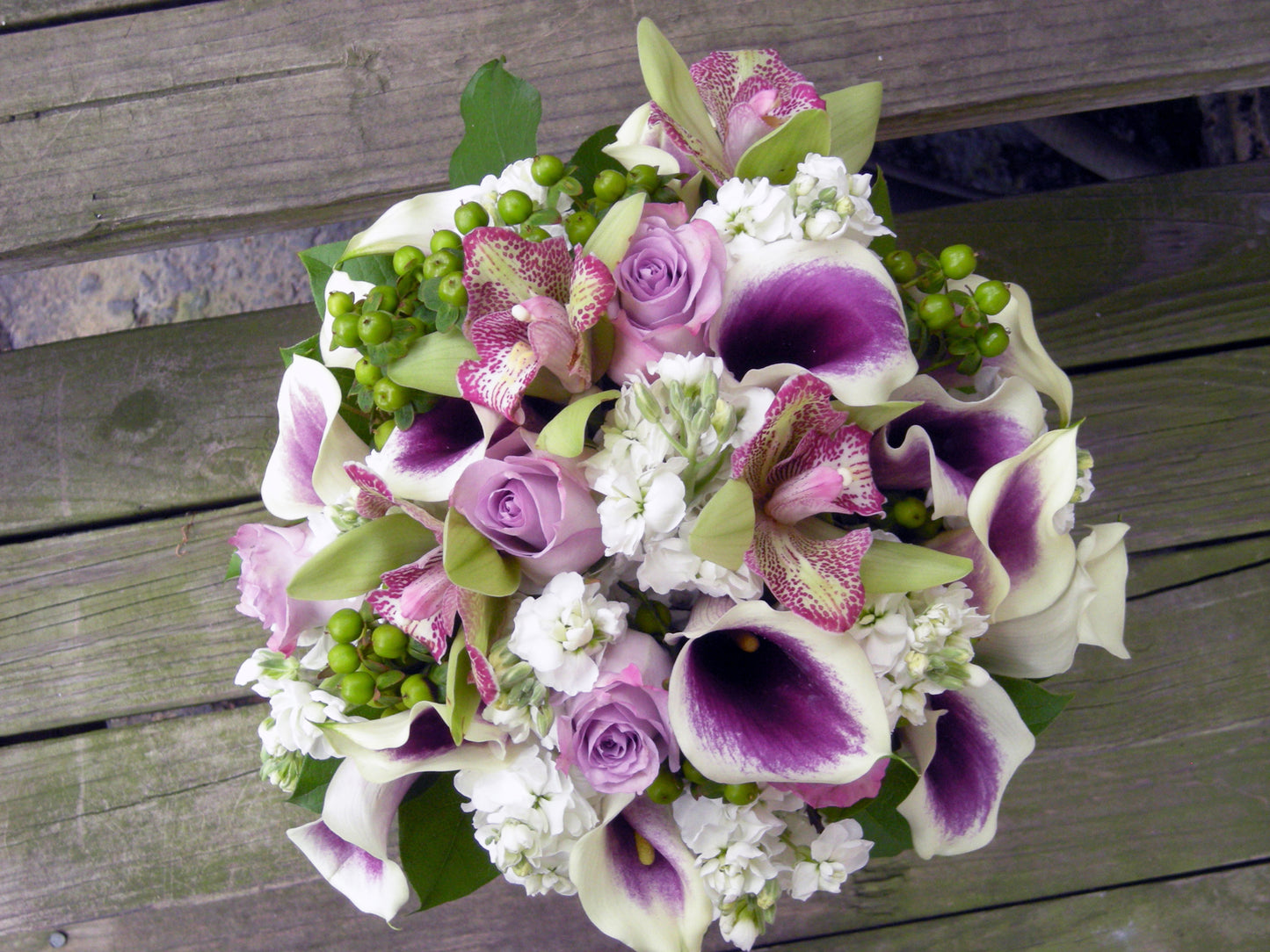 Calla Lily 'Picasso' - 3/6-pack | Zantedeschia 'Picasso'