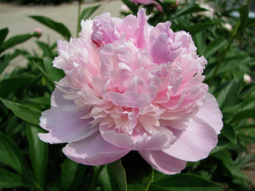 Peony 'Sorbet' | Paeonia lactiflora 'Sorbet'