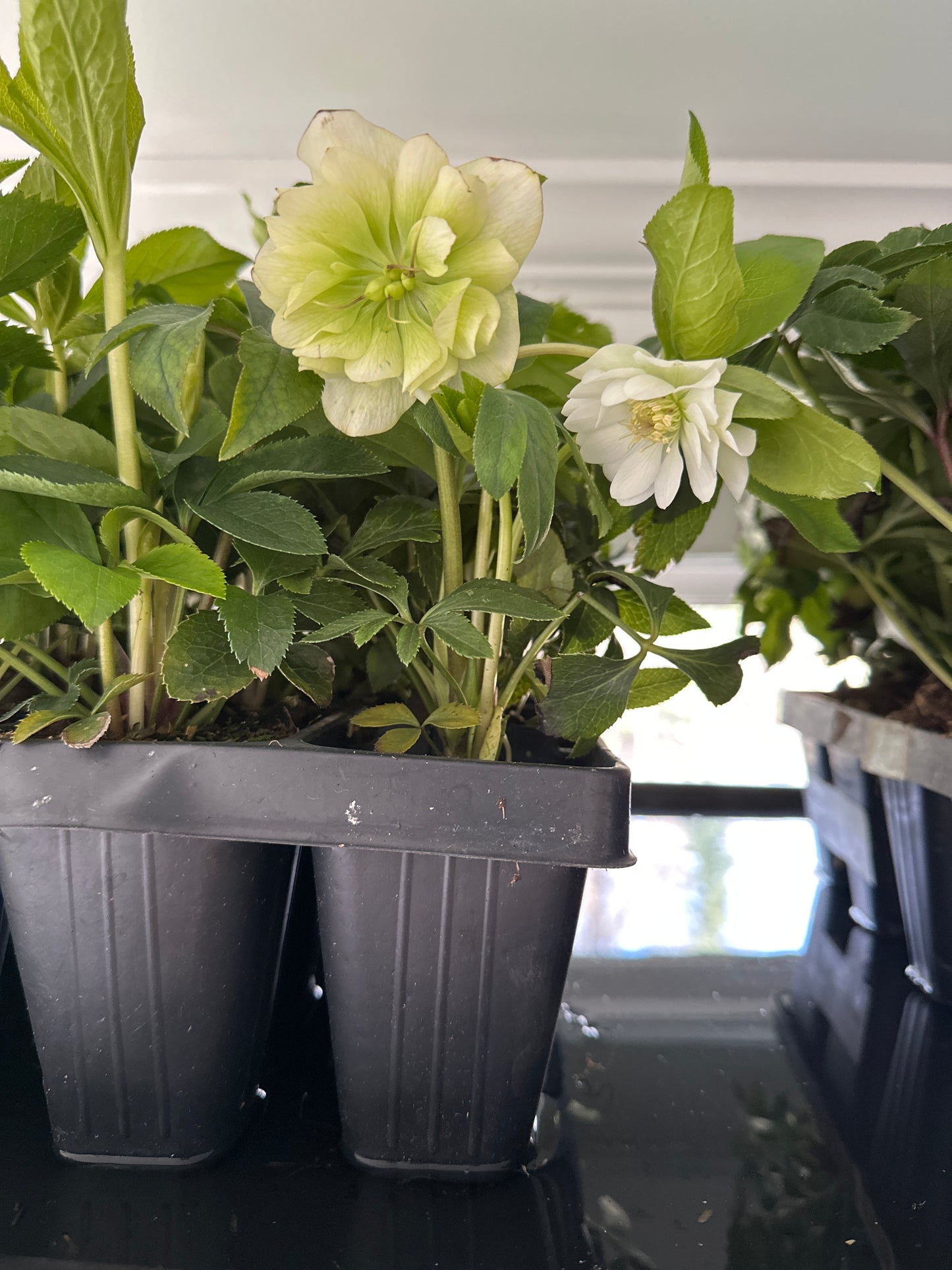Lenten Rose, WEDDING PARTY® Series 'Wedding Bells' | Helleborus 'Wedding Bells'