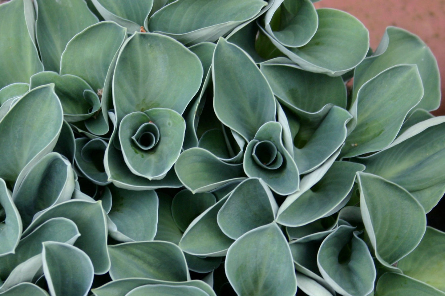 Hosta, 'Blue Mouse Ears' | Hosta 'Blue Mouse Ears'