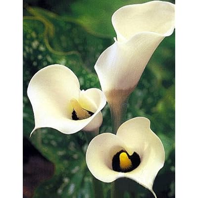 Calla Lily 'Black-Eyed Beauty' - 3/6-pack  | Zantedeschia 'Black Eyed Beauty'