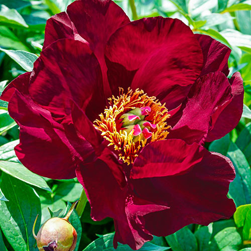 Itoh Peony 'Scarlet Heaven' | Paeonia x intersectional 'Scarlet Heaven'