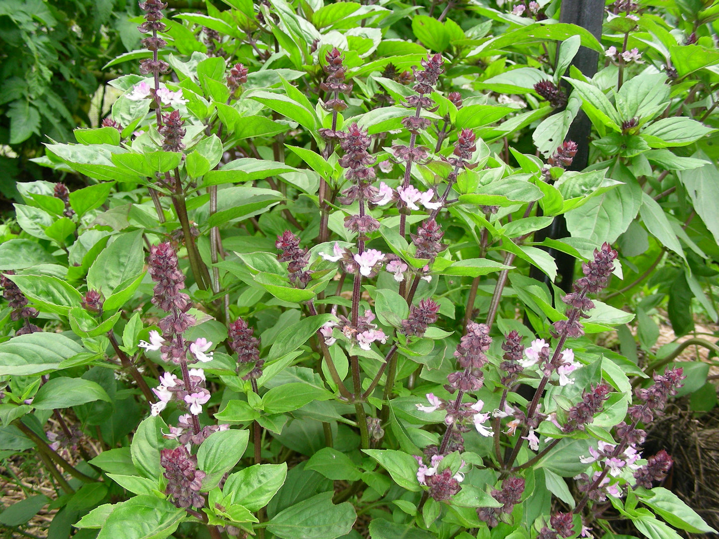 Basil, Thai - 3-pack | Ocimum basilicum var. thyrsiflora