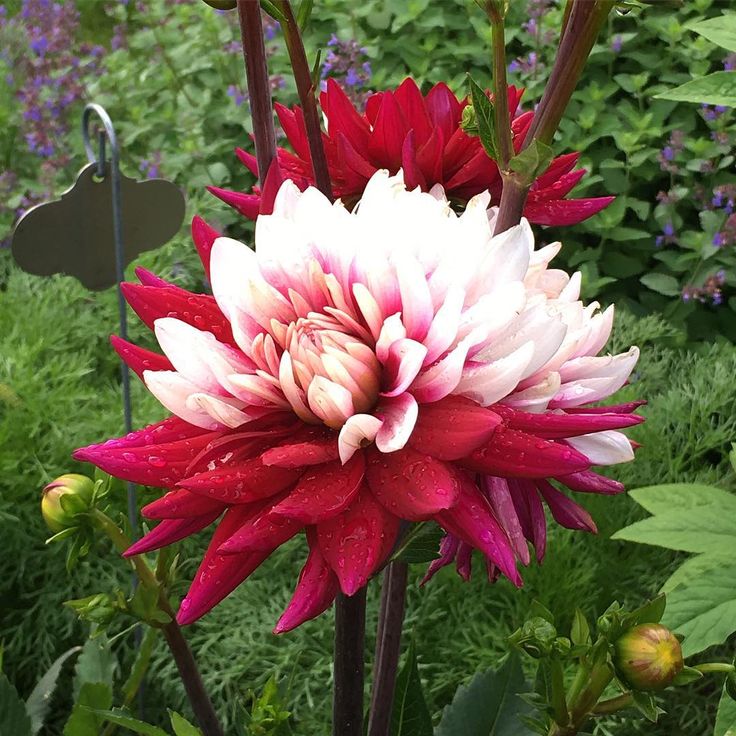 Dahlia, Cactus 'Rebecca's World' | Cactus Dahlia