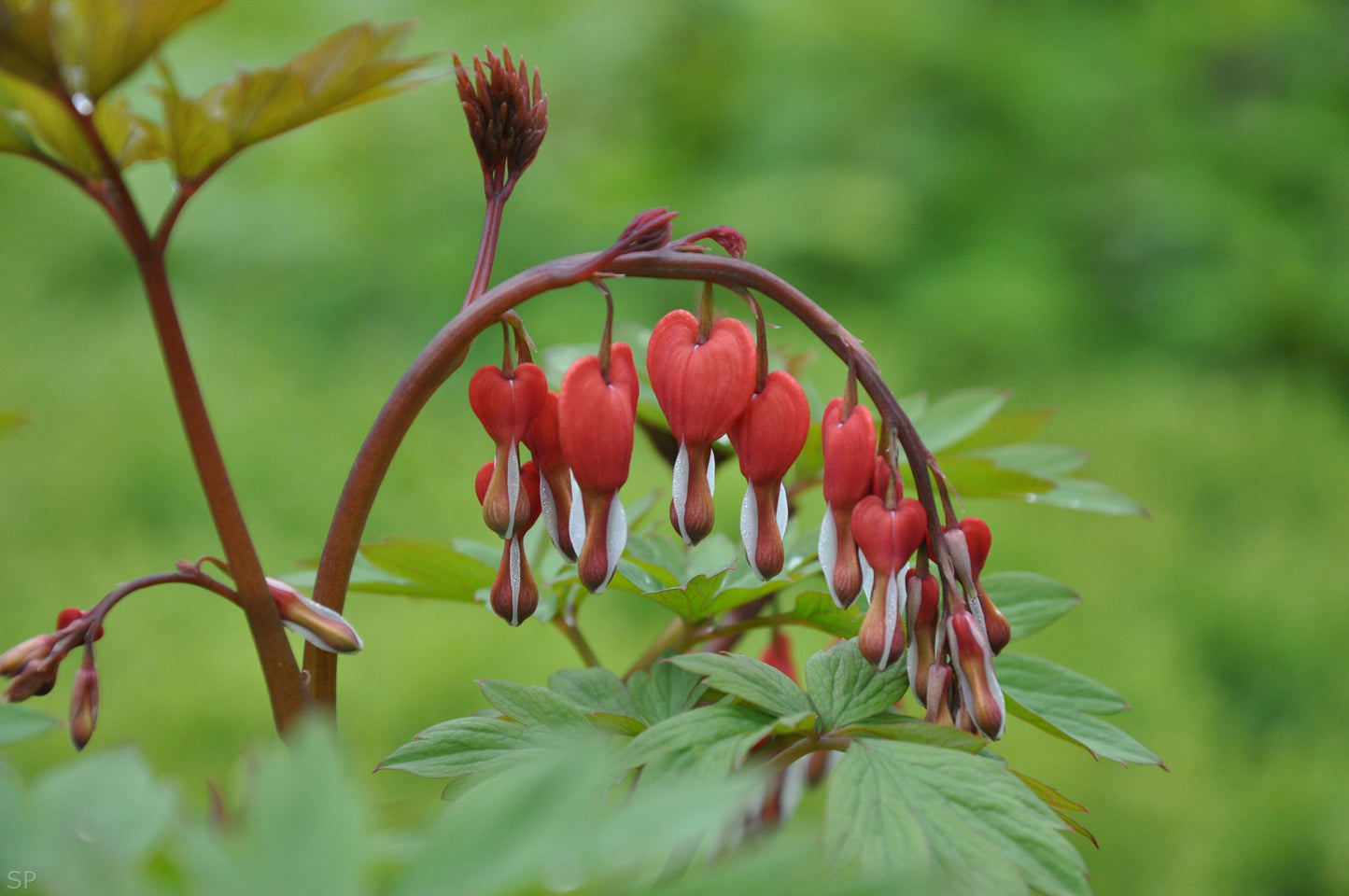 Bleeding Heart, 'Valentine' | Dicentra spectabilis 'Valentine'