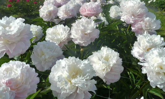 Peony 'Shirley Temple' | Paeonia lactiflora 'Shirley Temple'