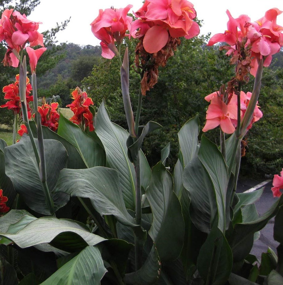 Canna, Tall 'Salmon Beauty' | Canna x generalis 'Salmon Beauty'