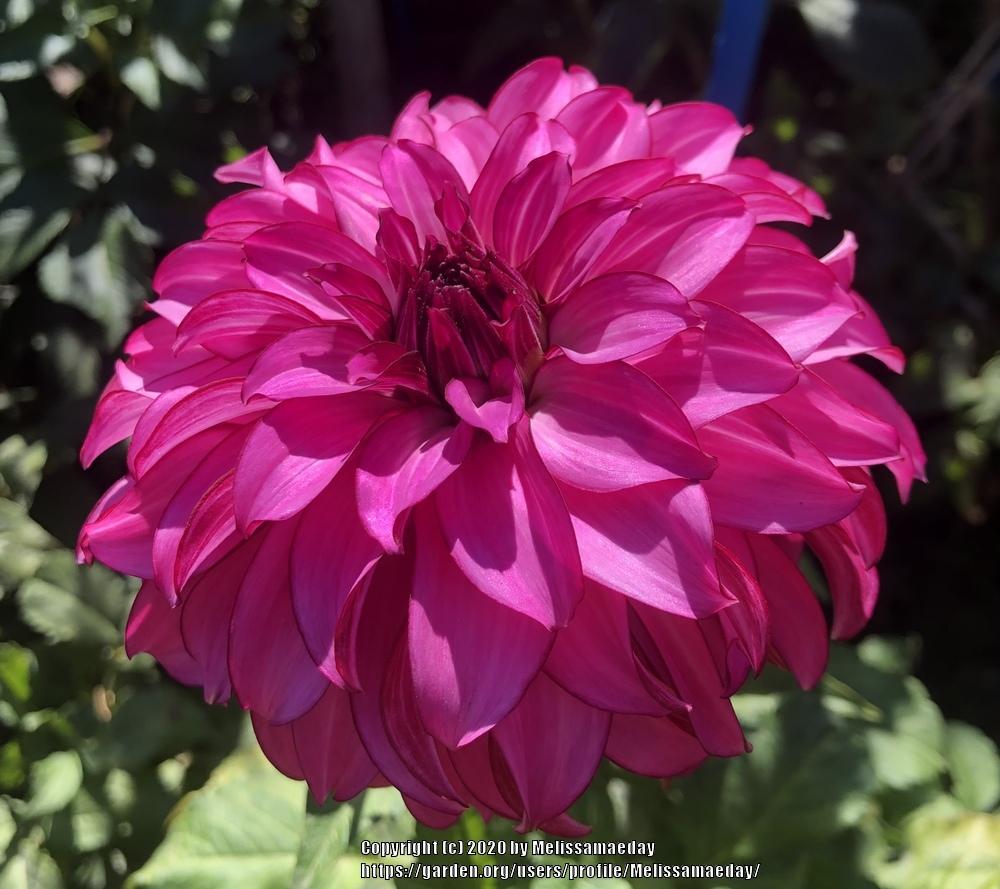 Dahlia, Decorative 'Drama Queen' | Decorative Dahlia